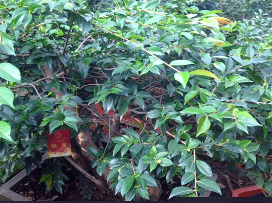香茶花