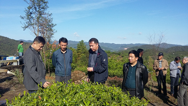 考察昌宁县标准化茶园建设